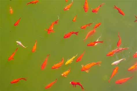 戶外缸適合養什麼魚|養魚新手入門：12個教學讓你養魚一次上手（新手必讀）